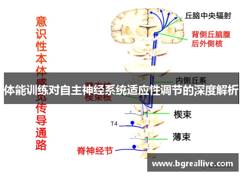 体能训练对自主神经系统适应性调节的深度解析